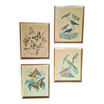 Lot de 4 lithographies naturalistes anciennes authentifié (vers 1850)