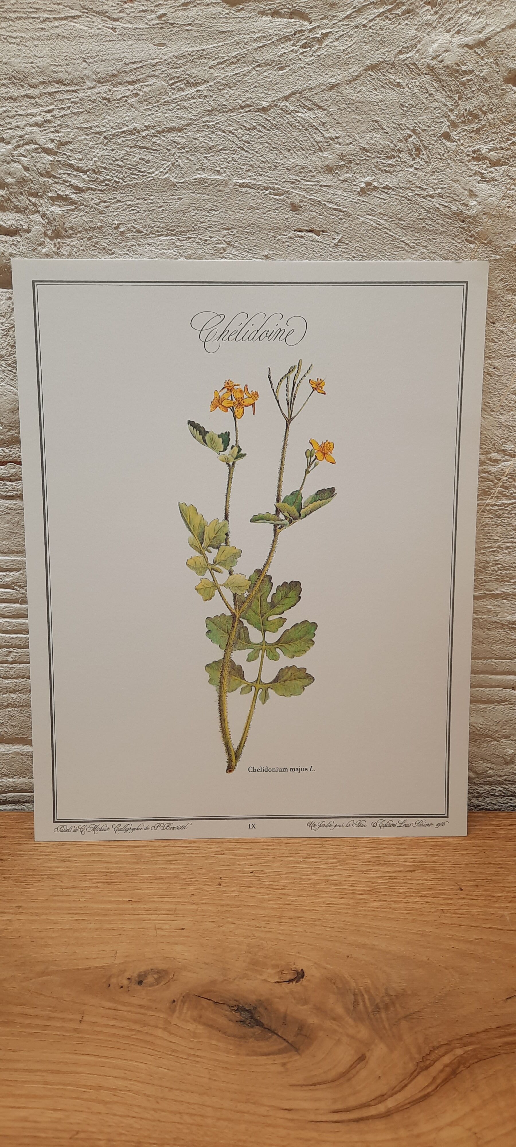 Botanical plate Chelidoine