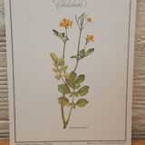 Botanical plate Chelidoine