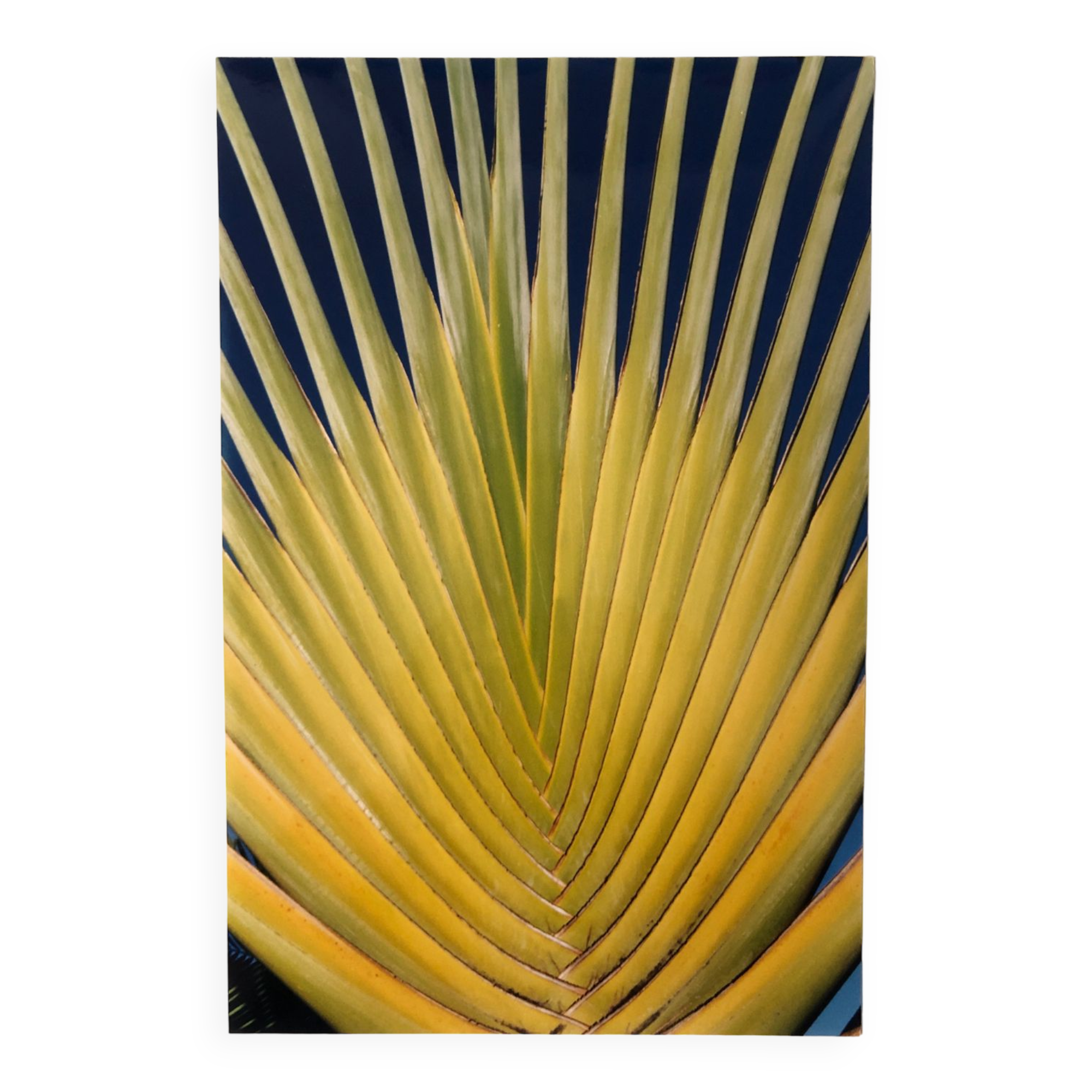 Colour photo of the Traveller's Tree.