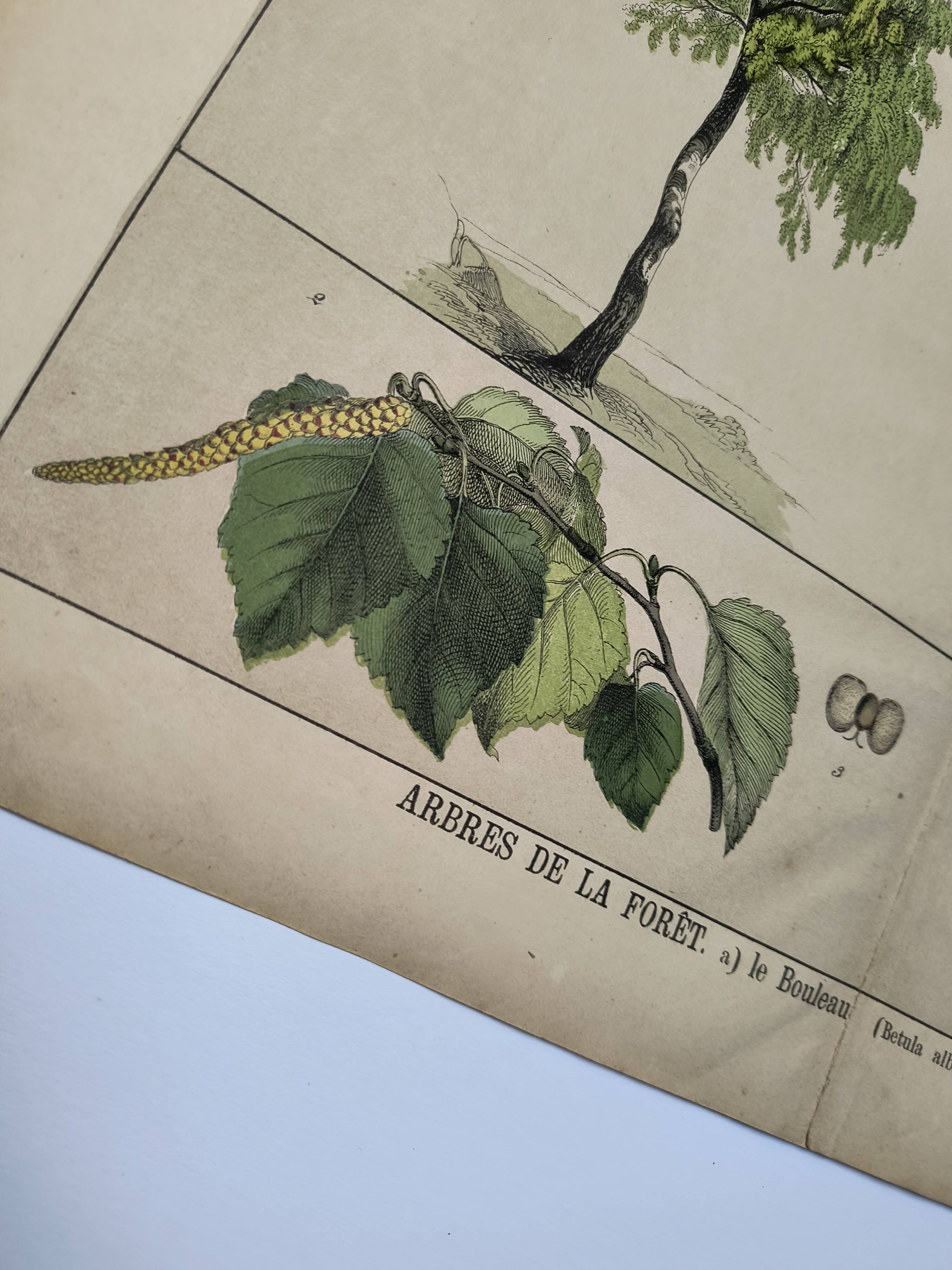 Planche botanique 1870. Arbres : Bouleau et Pin. Gravure ancienne