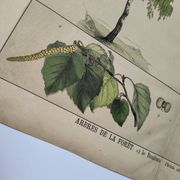Planche botanique 1870. Arbres : Bouleau et Pin. Gravure ancienne