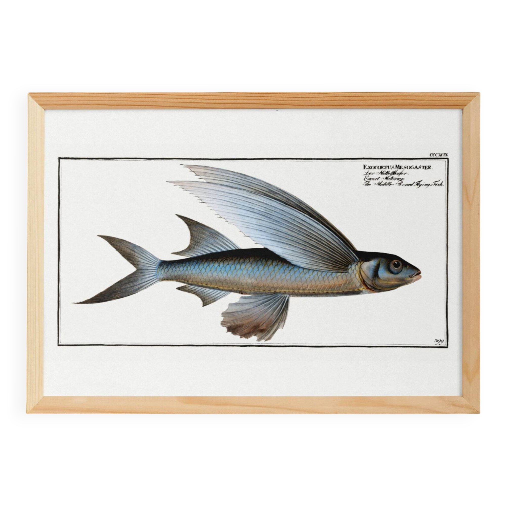 Poster about the flying fish (2), after an old engraving from 1746.