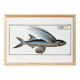 Poster about the flying fish (2), after an old engraving from 1746.