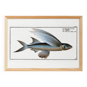 Poster about the flying fish (2), after an old engraving from 1746.