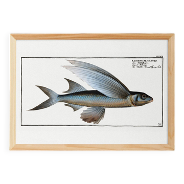 Poster about the flying fish (2), after an old engraving from 1746.