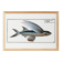 Poster about the flying fish (2), after an old engraving from 1746.