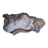 Fossil wood slice