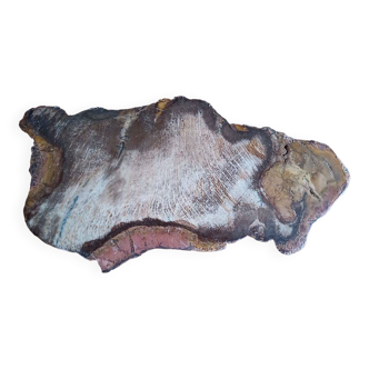 Fossil wood slice