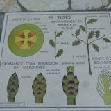 Botanical board