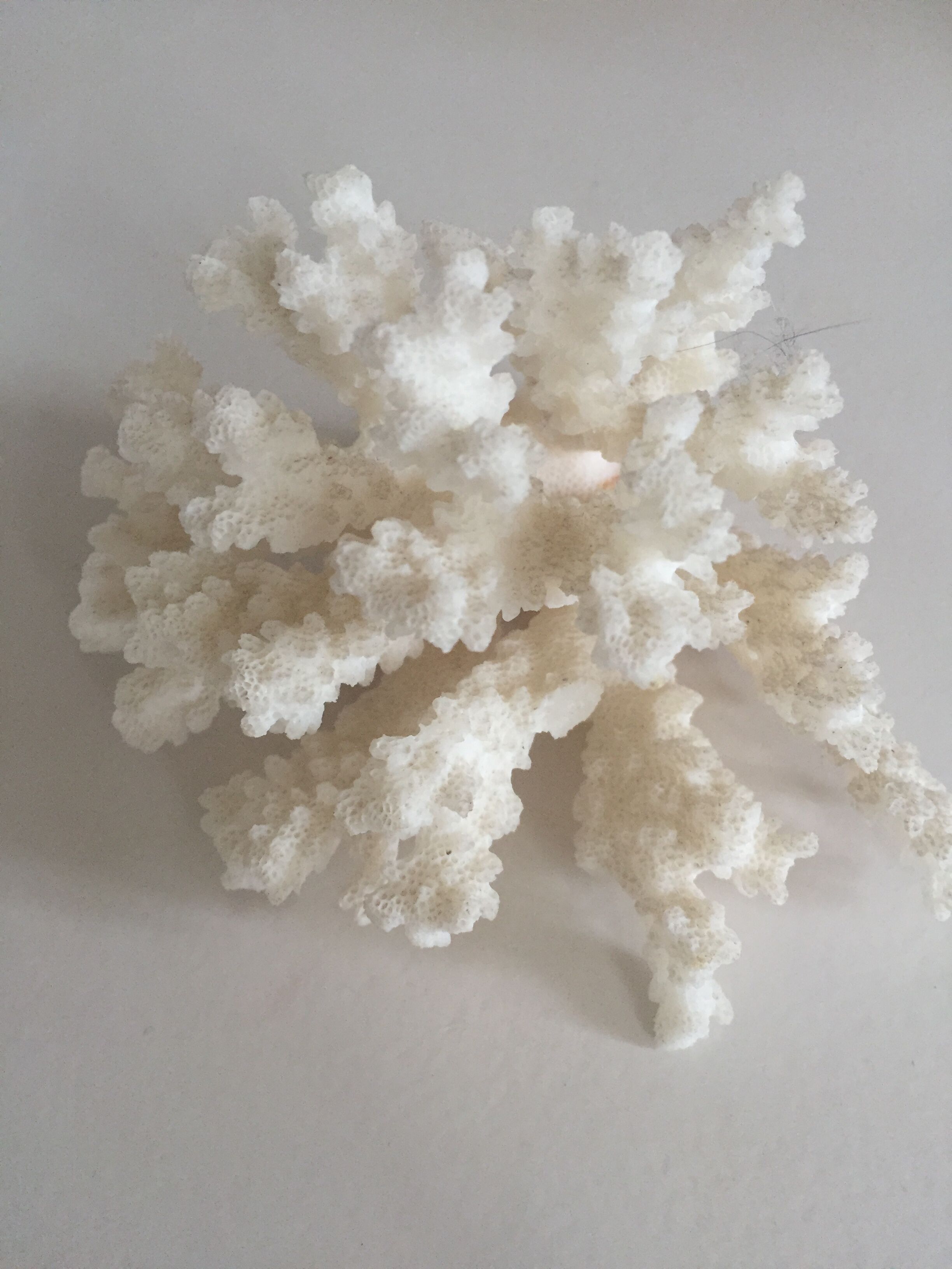 Former white coral