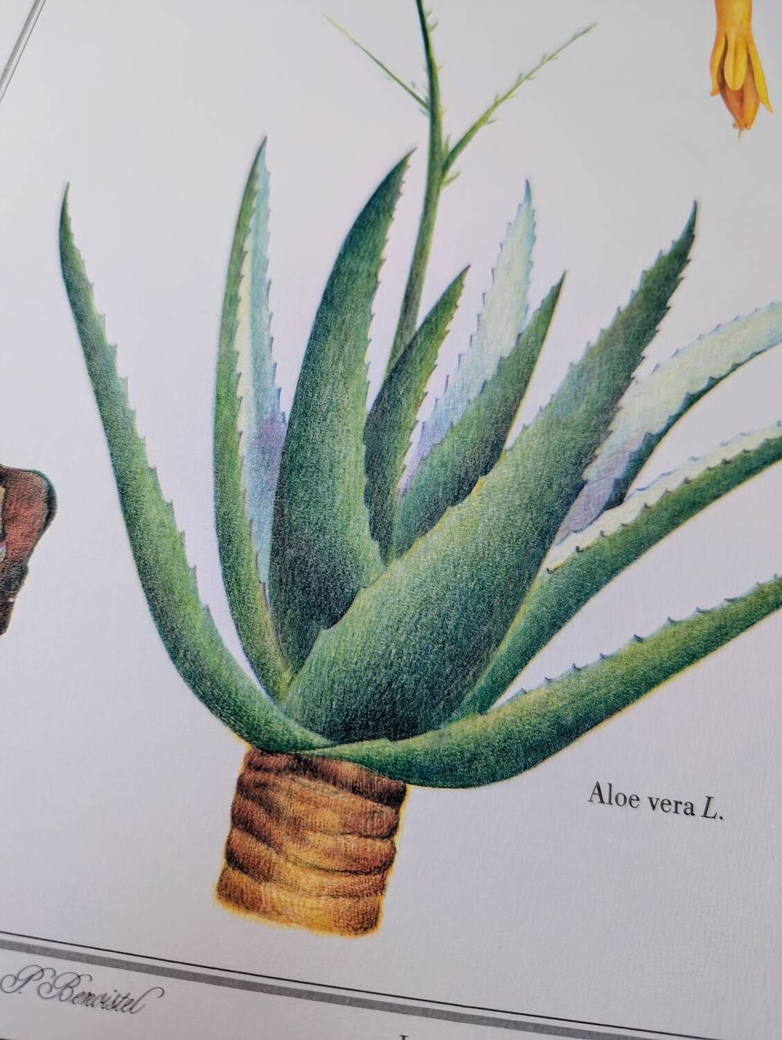 Imprimée en 1986, l'Aloé Vera.