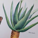 Printed in 1986, Aloe Vera.