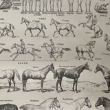 Lithograph on the horse - 1900