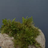 Roman head in waxed plaster