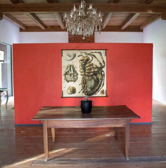 20th century poster Paul Pfurtscheller Zoological "spider" 1910