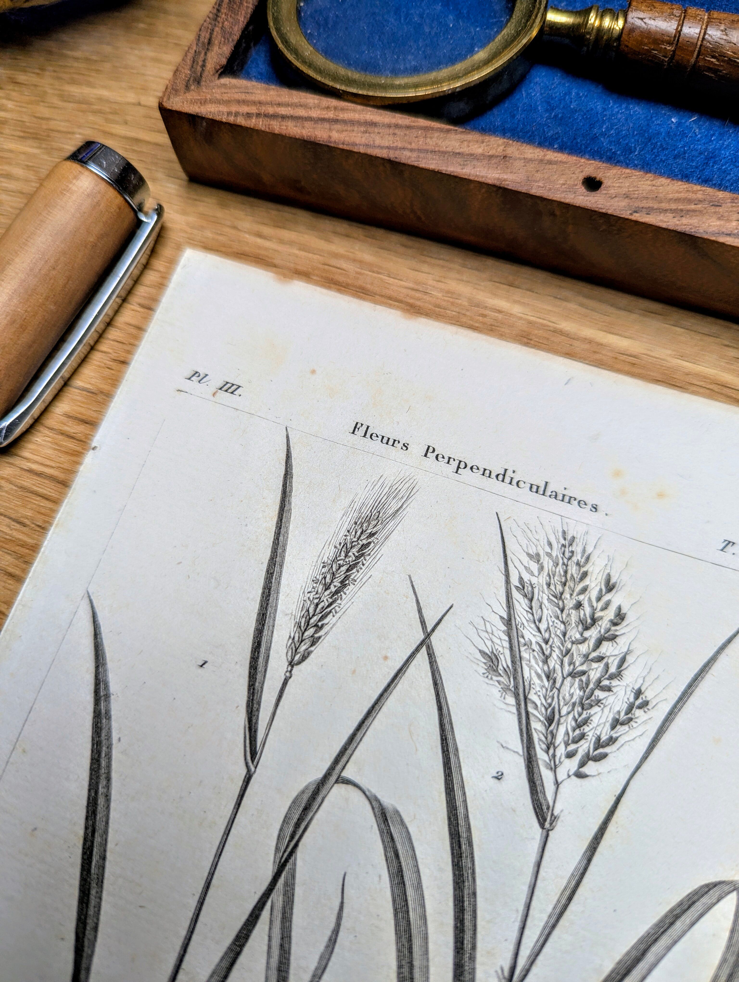 Printed in 1818, Wheat and Rice. Vintage botany.
