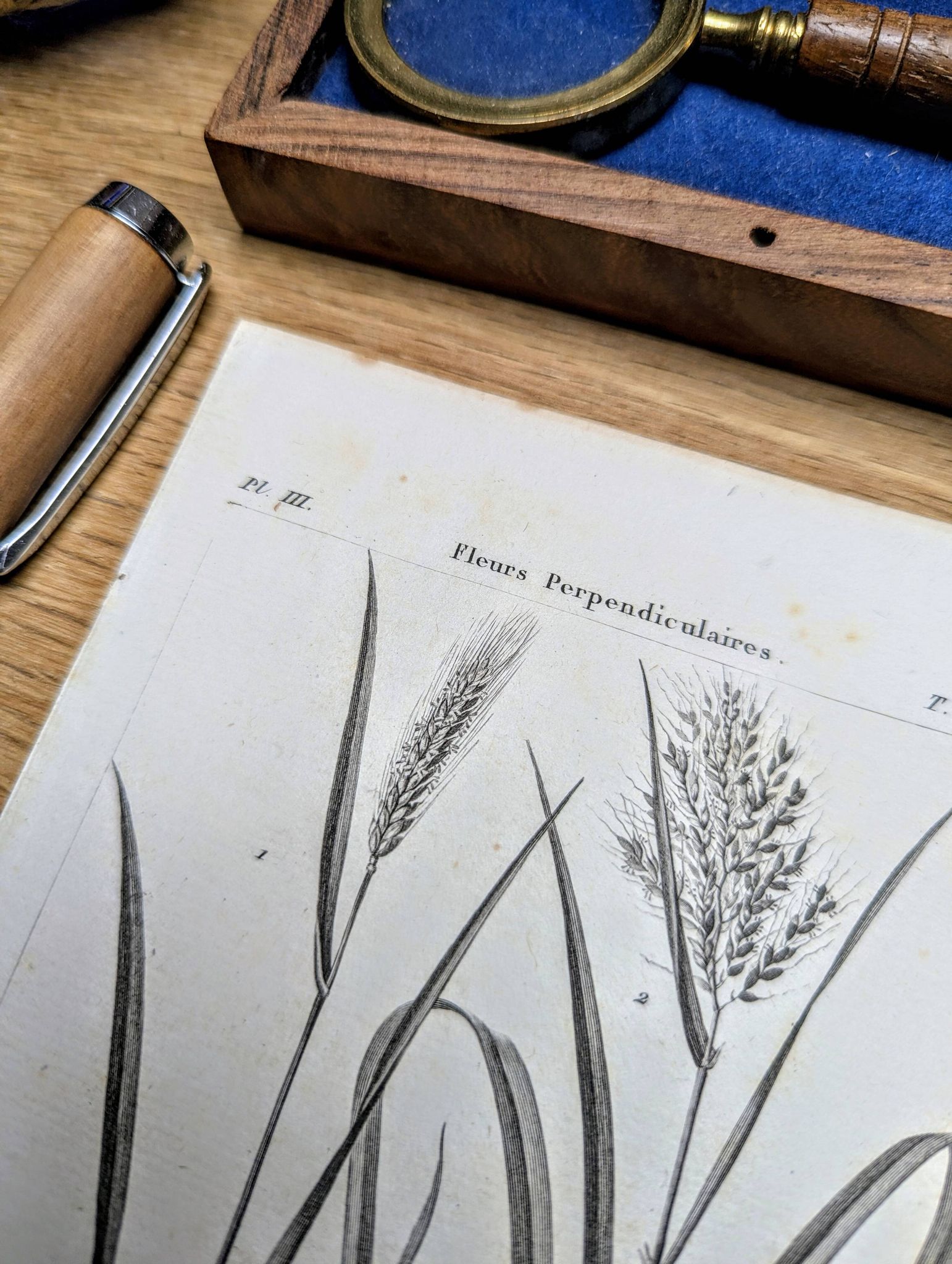 Printed in 1818, Wheat and Rice. Vintage botany.