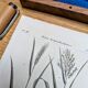 Printed in 1818, Wheat and Rice. Vintage botany.
