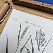 Printed in 1818, Wheat and Rice. Vintage botany.