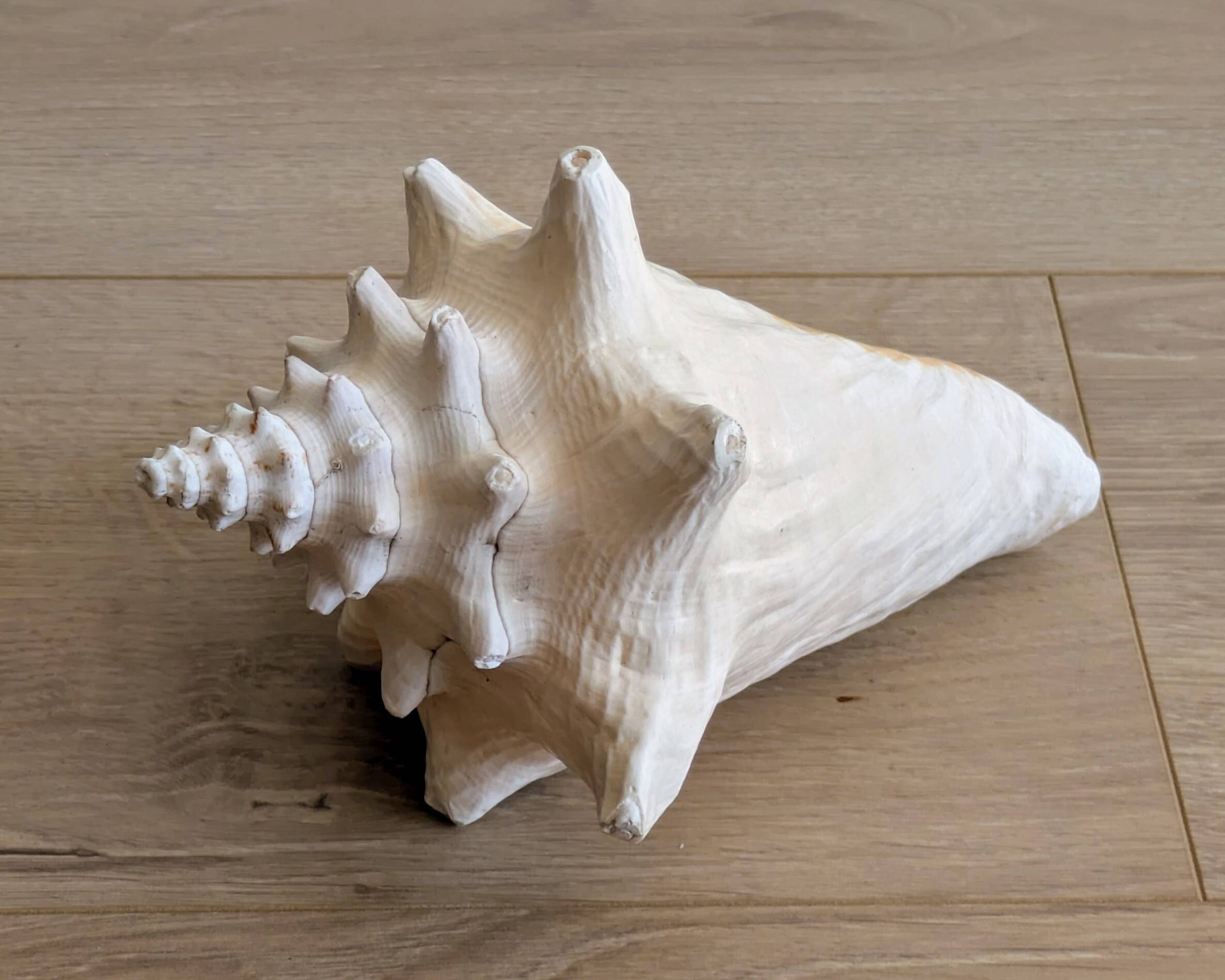 Conch Seashell - Lobatus gigas - 21 cm