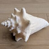 Conch Seashell - Lobatus gigas - 21 cm
