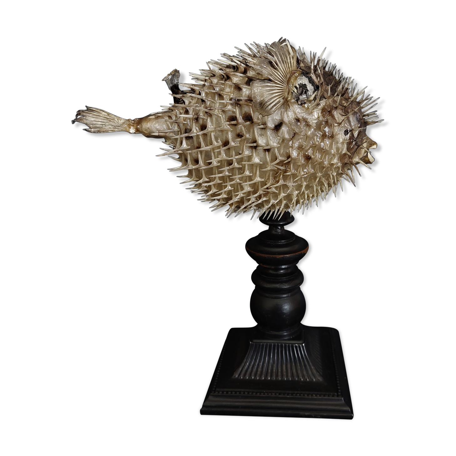 Naturalized fish diodon holocanthus on base