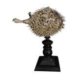 Naturalized fish diodon holocanthus on base