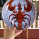 Assiette n°1 Homard par Monique Brunner à Vence