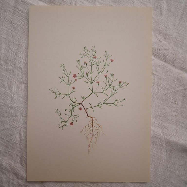 Botanical plate Gypsophila of the walls