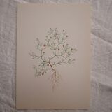 Botanical plate Gypsophila of the walls