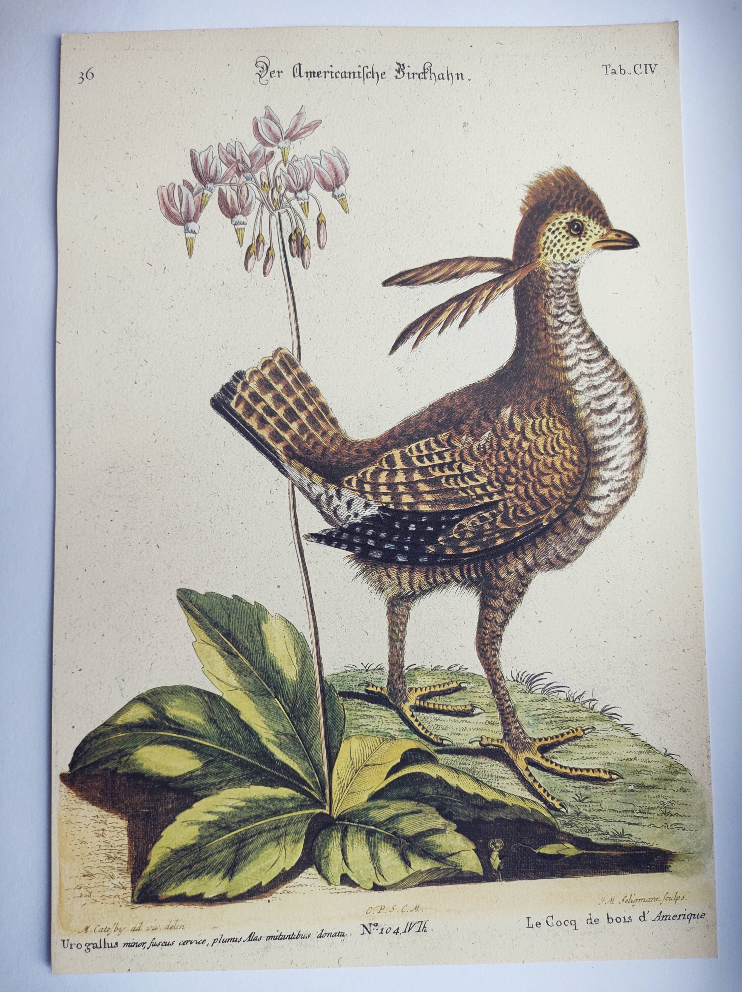 Old bird engraving - Rooster of the Woods - vintage zoological illustration by Seligmann & Catesby