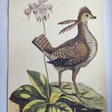 Old bird engraving - Rooster of the Woods - vintage zoological illustration by Seligmann & Catesby