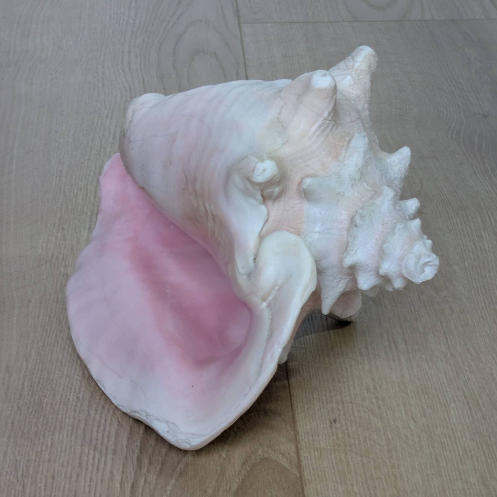 Heavy Marine Shell "Lambi" (Strombus Gigas) - Pink Interior - 1.37 kg