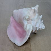 Heavy Marine Shell "Lambi" (Strombus Gigas) - Pink Interior - 1.37 kg