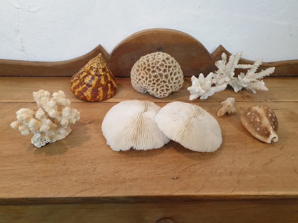 Shells and corals