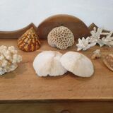 Shells and corals