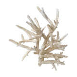 Pacific coral branch