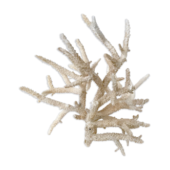 Pacific coral branch