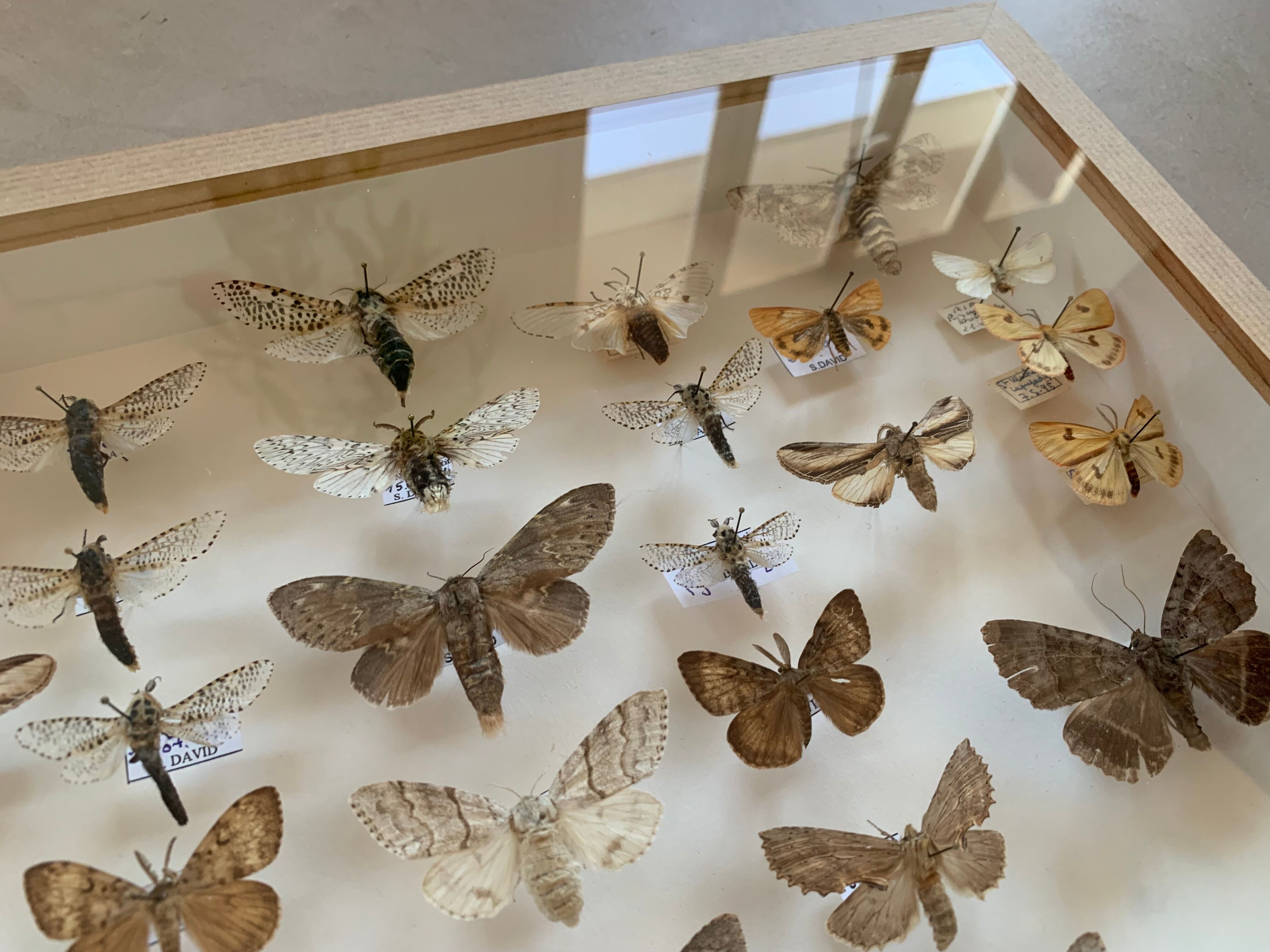 Butterfly frame stuffed under glass