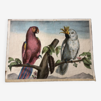 Zoological school poster representing a cockatoo and a macaw