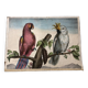 Zoological school poster representing a cockatoo and a macaw