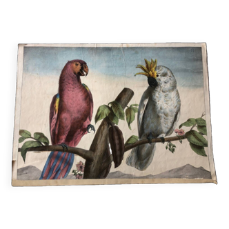 Zoological school poster representing a cockatoo and a macaw