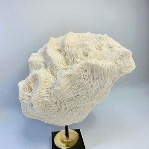 Antique natural white wave coral on wooden base cabinet of curiosities