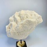 Antique natural white wave coral on wooden base cabinet of curiosities