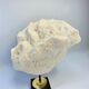 Antique natural white wave coral on wooden base cabinet of curiosities