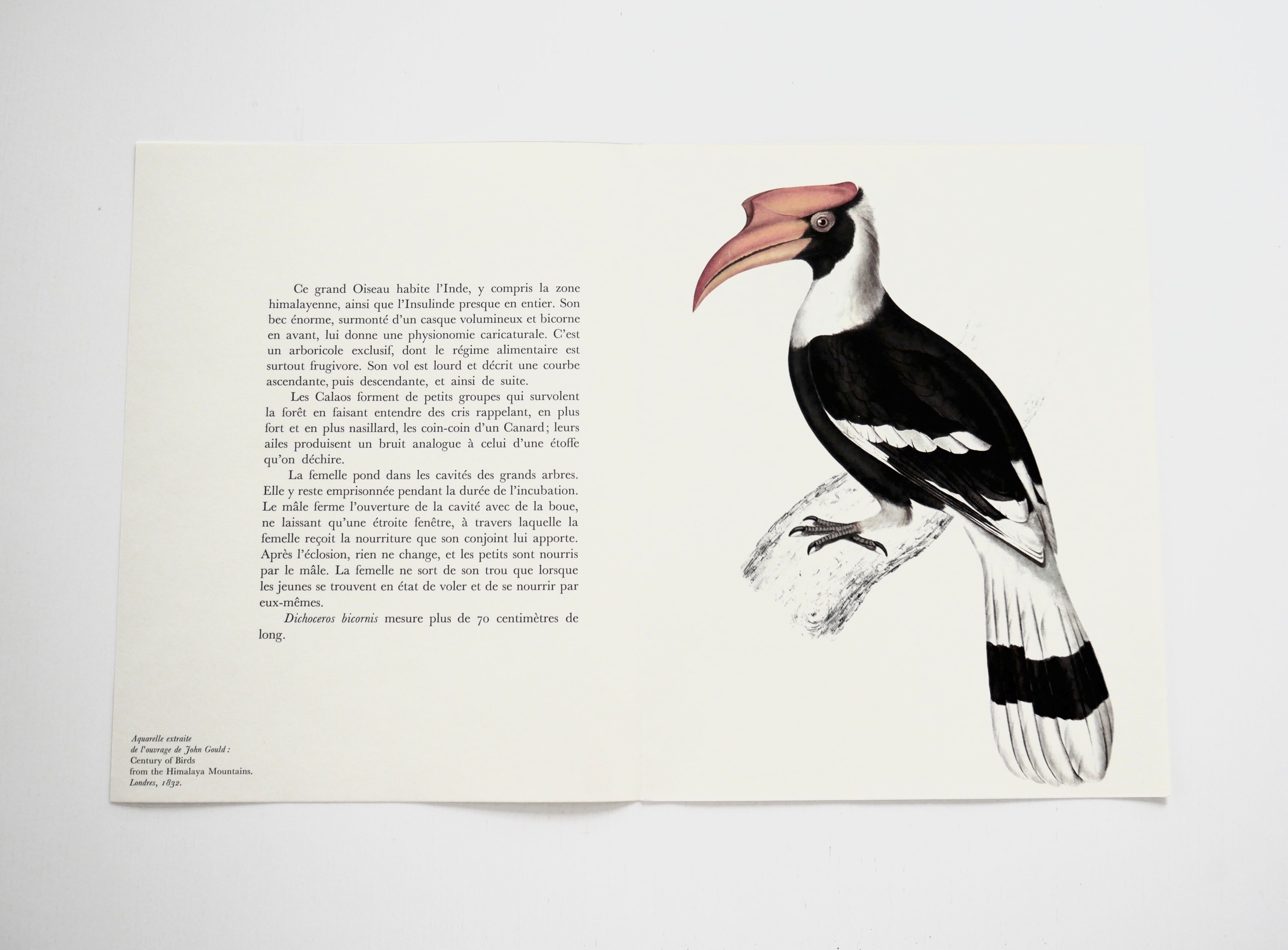 Ornithological board The Giant Calao