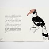 Ornithological board The Giant Calao