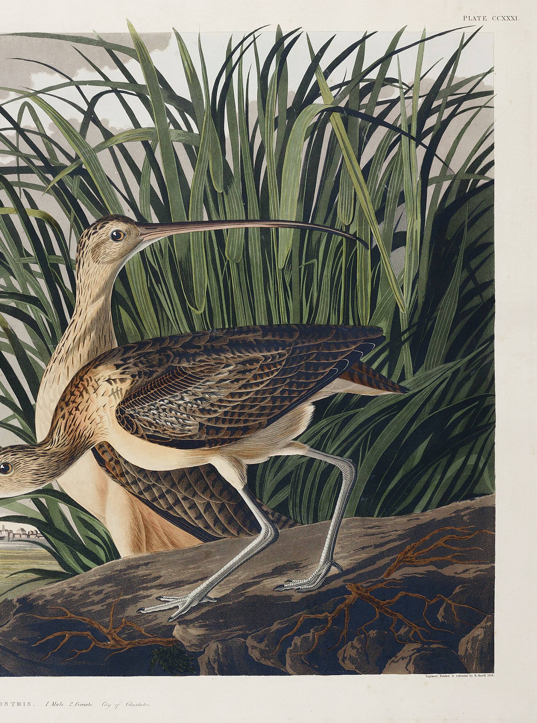 Poster about the Long-billed Curlew, based on an old engraving from 1827.