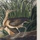 Poster about the Long-billed Curlew, based on an old engraving from 1827.